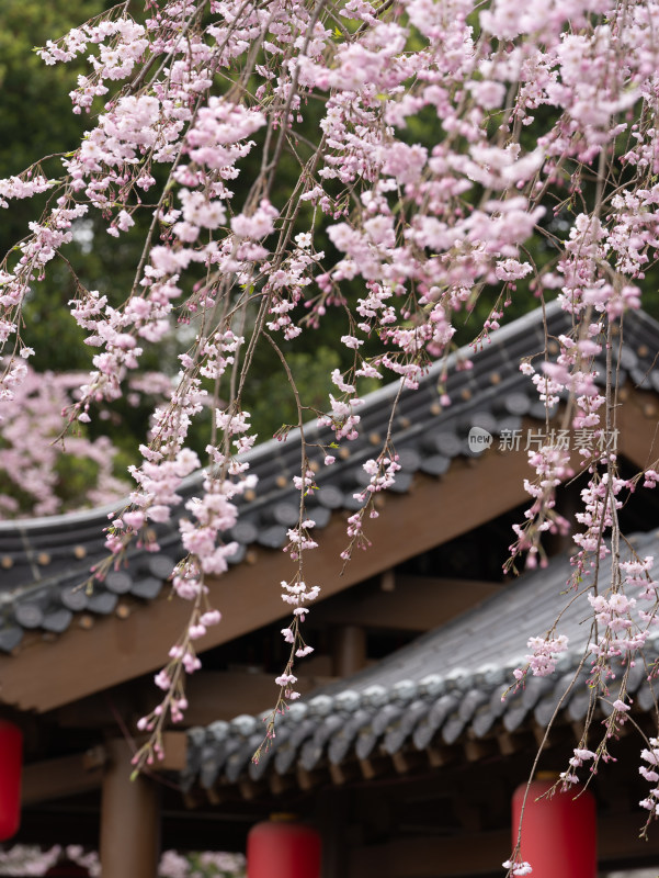 武汉东湖樱花园的樱花盛开