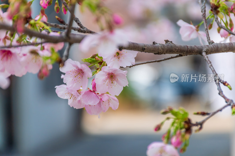 粉嫩樱花盛开在枝头的唯美景象