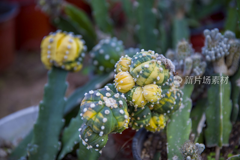 花花草草仙人植物