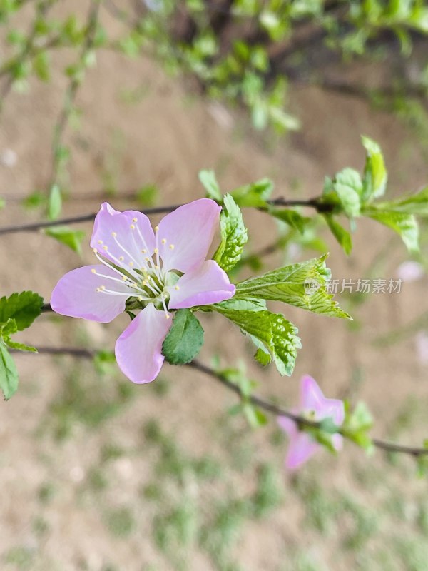 粉色毛樱桃花特写镜头