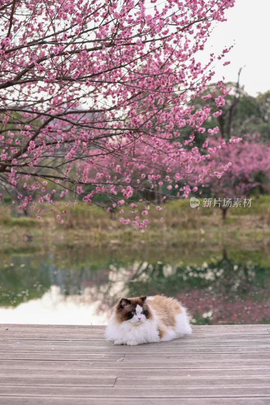 一只湖边梅花树下的海豹双色布偶猫
