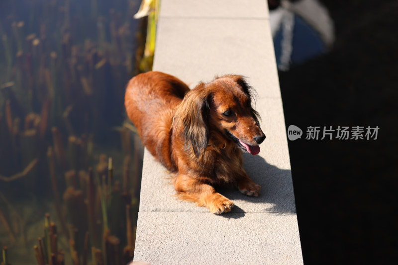 一只坐在湖边的长毛腊肠犬