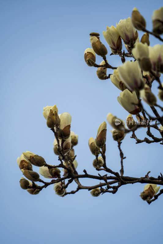 春天苏州园林留园里盛开的白玉兰花
