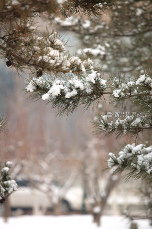 松树枝上的积雪在冬季