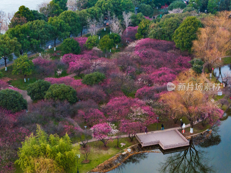 长沙洋湖古建筑旁盛开的大片粉色梅花