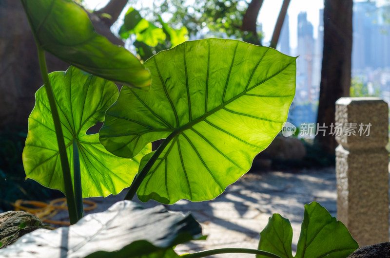 海芋叶子的特写