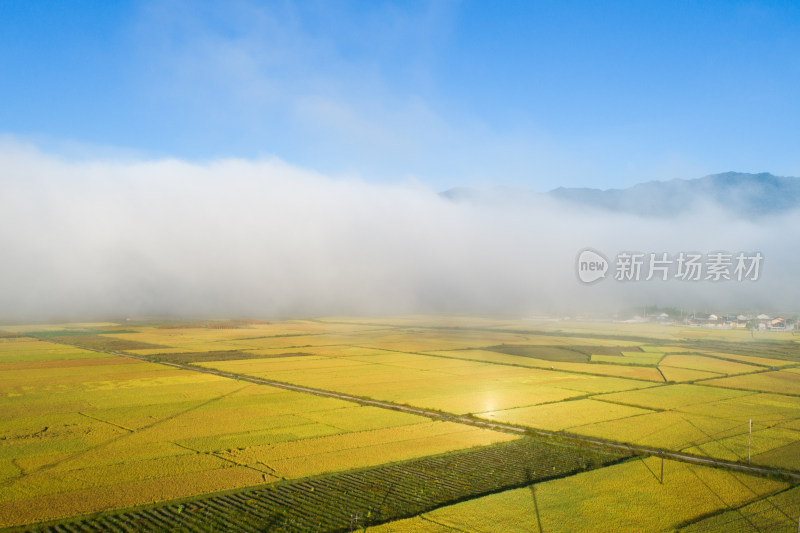 秋天云雾下的乡村大地 金黄稻田