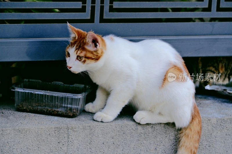 南京拍摄的流浪猫咪