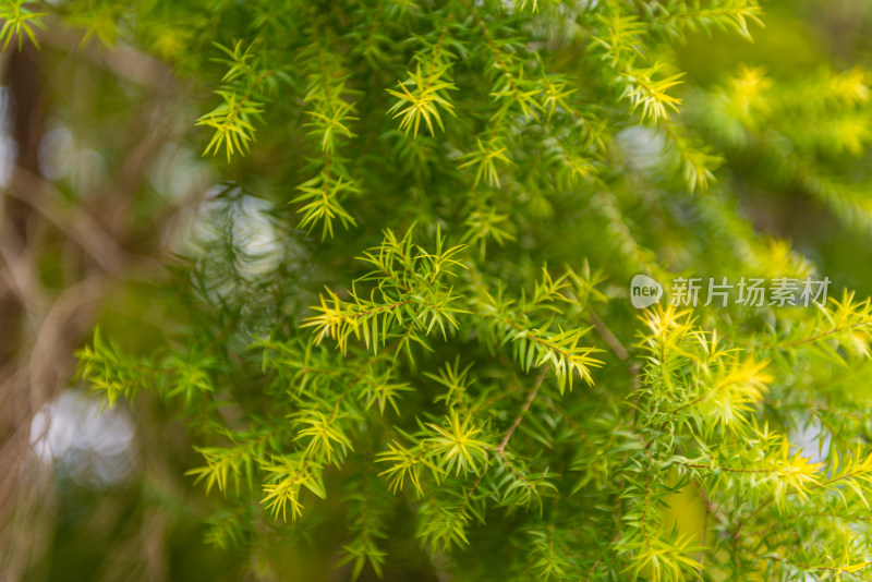 松树枝叶的特写镜头