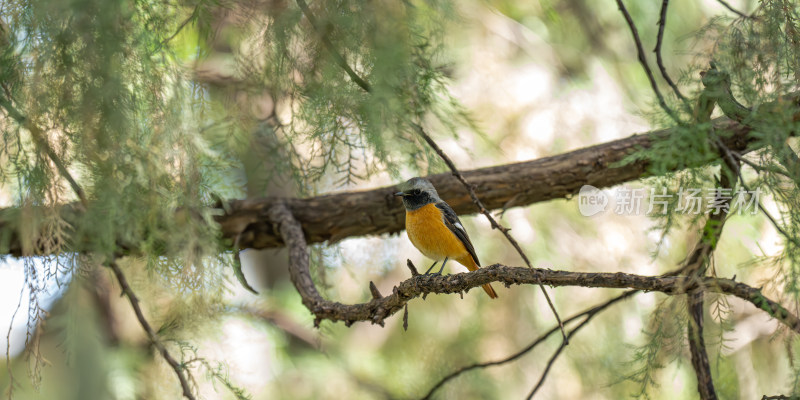 北红尾鸲（Phoenicurus auroreus）