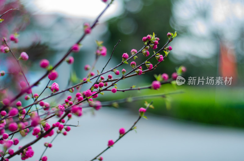 初春时节榆叶梅花枝特写