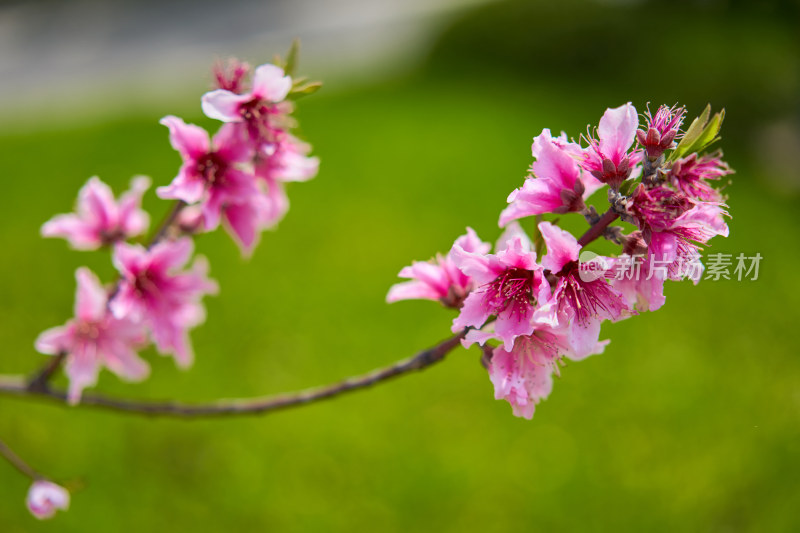 春天的桃花