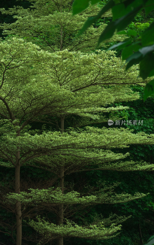 夏日公园里一棵生长茂密的树木