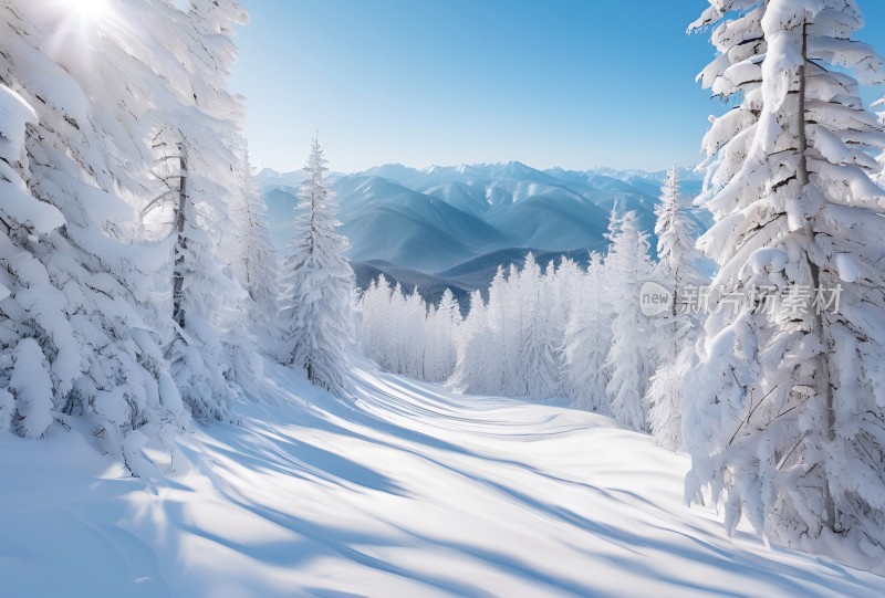 冬季森林白雪覆盖风景