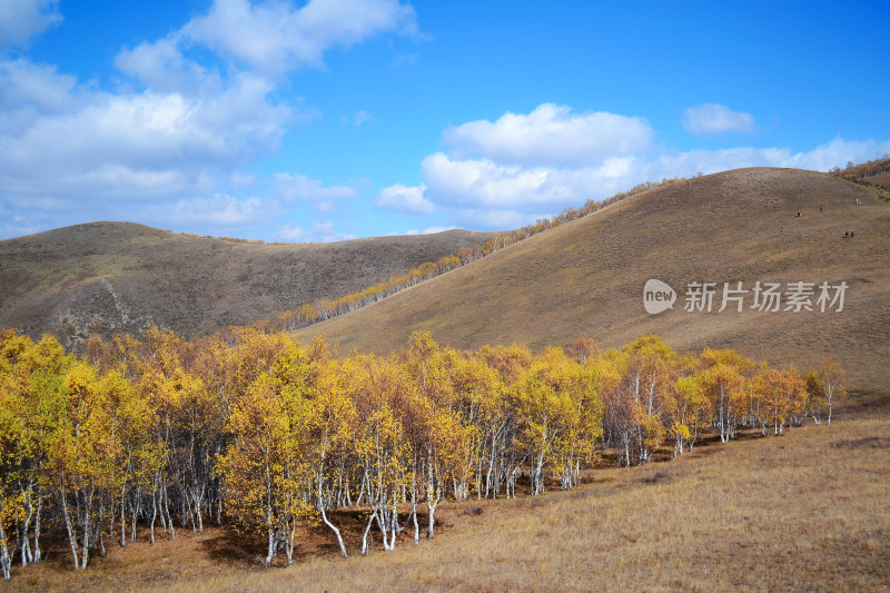 秋天坝上草原牧场白桦林自然风光