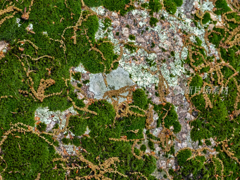 森林石头上生长的绿色苔藓