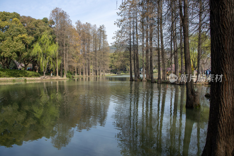 无锡市太湖鼋头渚风景区春日池塘水杉林倒影