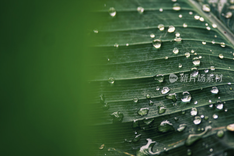 雨后绿叶上的水珠