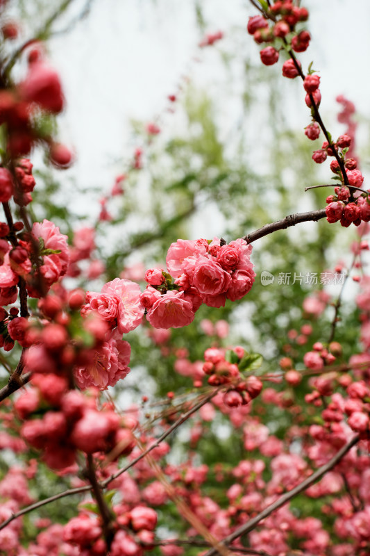 北京四得公园桃花树桃花