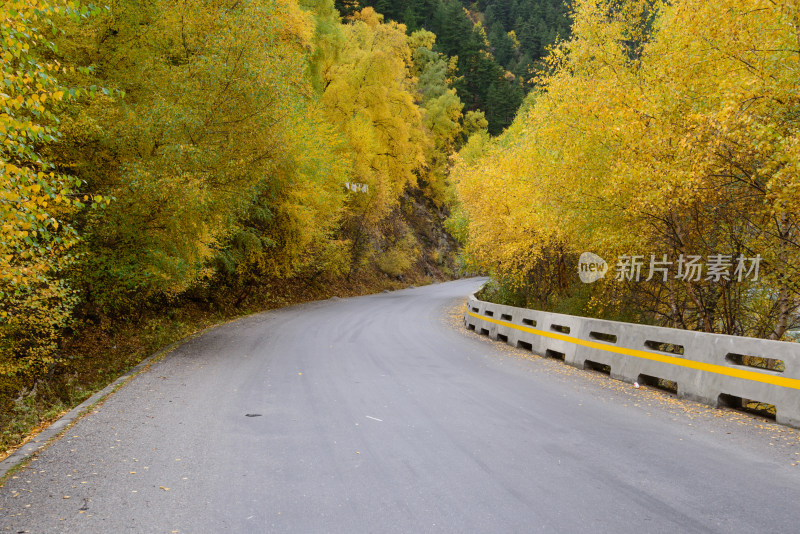 秋日林荫公路风景