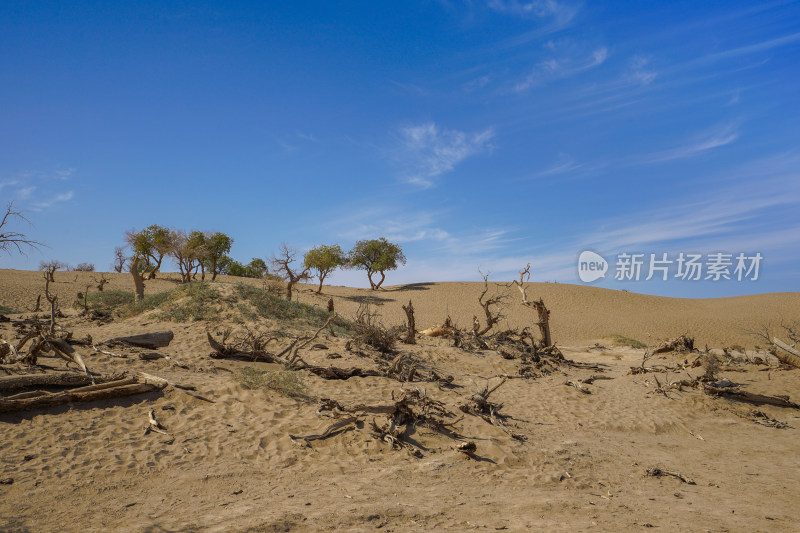 黑城弱水胡杨林景区，怪树林，胡杨树