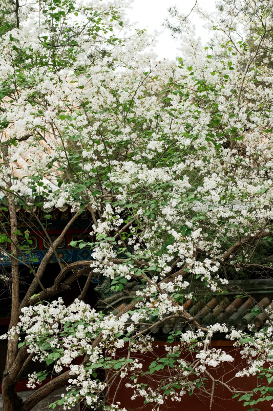 北京北海公园团城风景