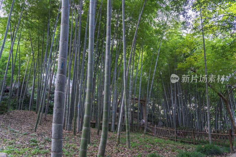 杭州宝石山牛皋墓