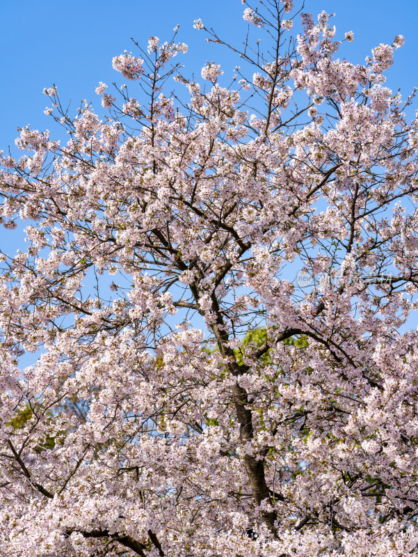 武汉东湖樱花园白色樱花盛开