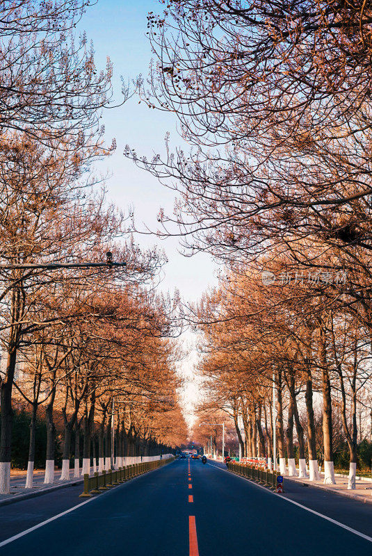 林荫大道树木道路风景