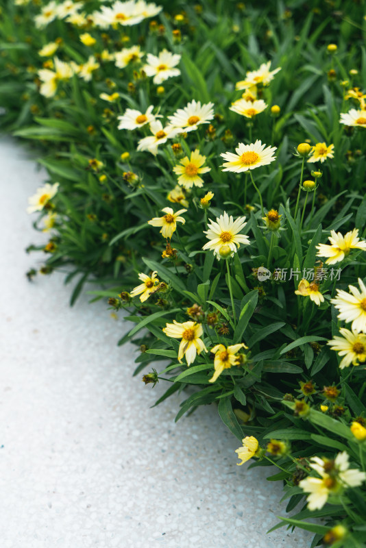 花坛绿色植物开花