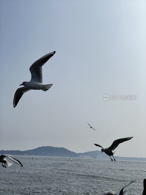 海面上飞翔的海鸥