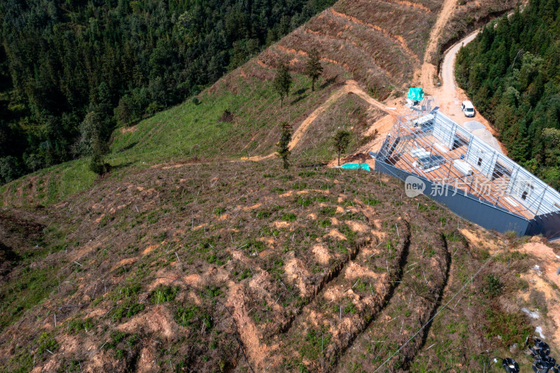 山坡上的梯田 经济作物种植基地