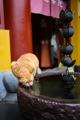 中国杭州永福寺的橘猫正在喝水