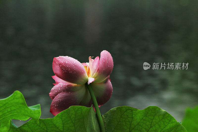 雨水打湿的荷花