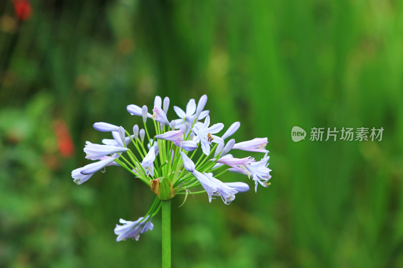 夏天盛开的欧石竹花