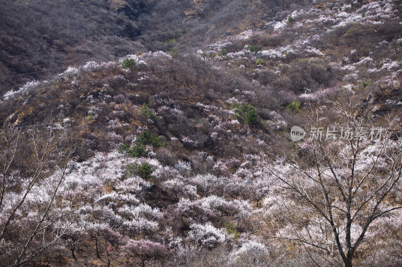 春天北京昌平大山里的山桃花