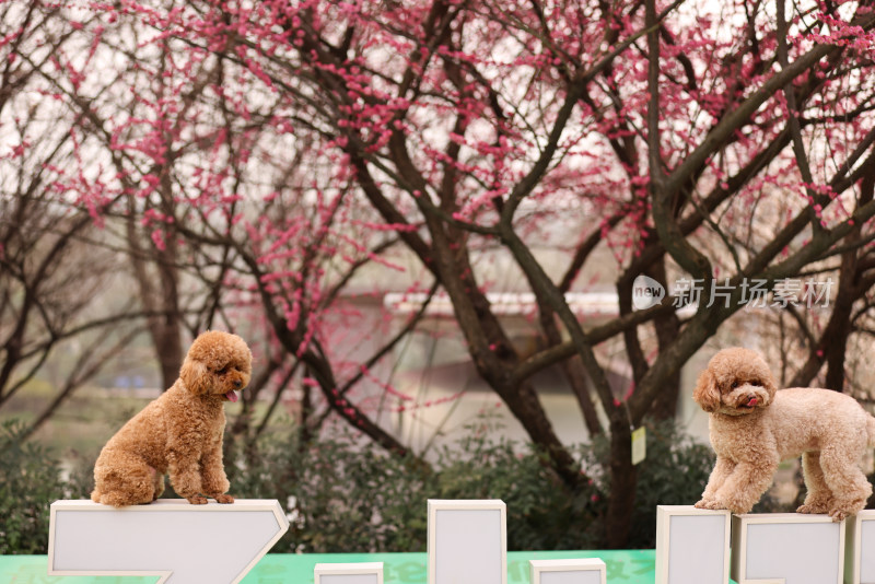 两只梅花树下的泰迪犬