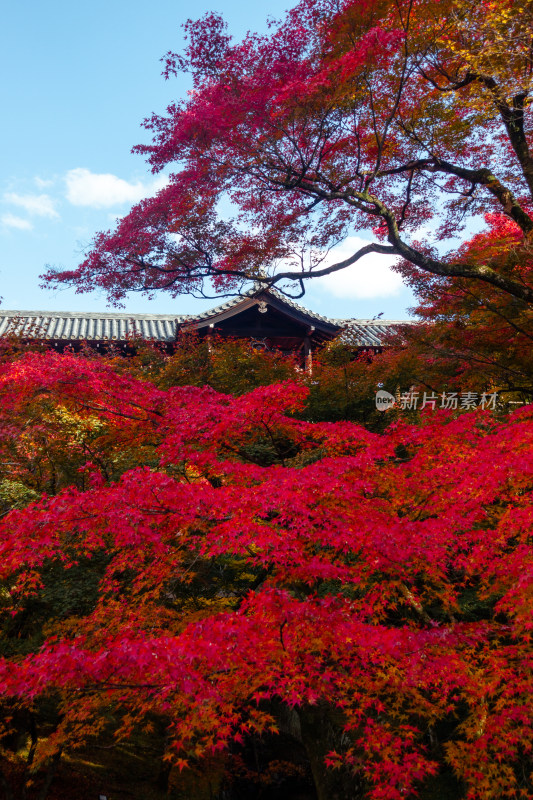 枫叶 京都 庭院 京都 秋天 日式