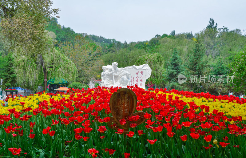 新疆乌鲁木齐红山公园花圃花坛鲜花