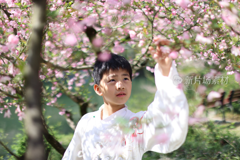 穿着汉服的小男孩站在公园海棠花树下