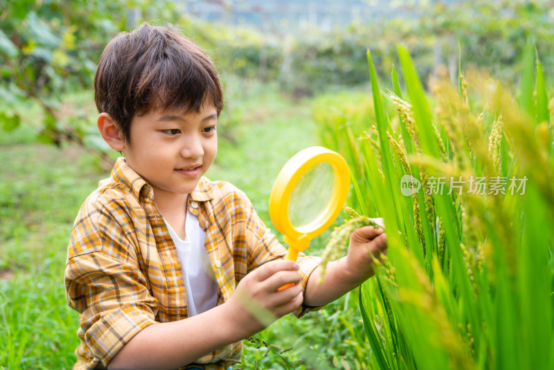 小男孩拿着放大镜观察植物