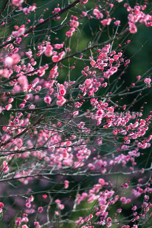 春天宁波江北日湖公园的花开了