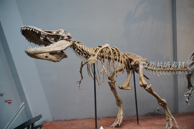 勇士特暴龙恐龙化石标本