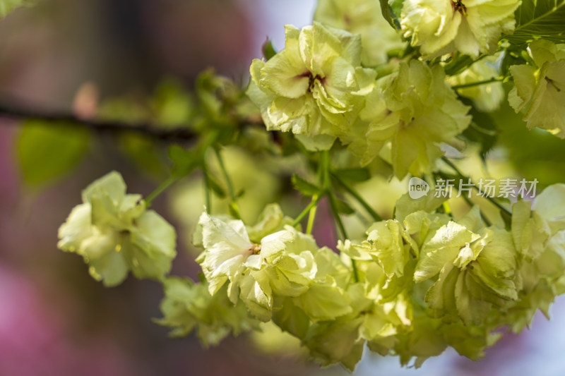 春天，绿色樱花，郁金樱