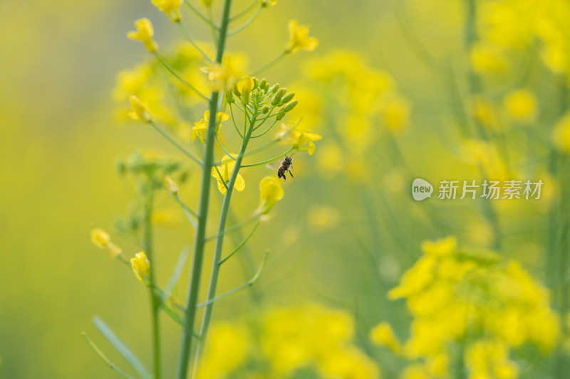 春天油菜花和蜜蜂