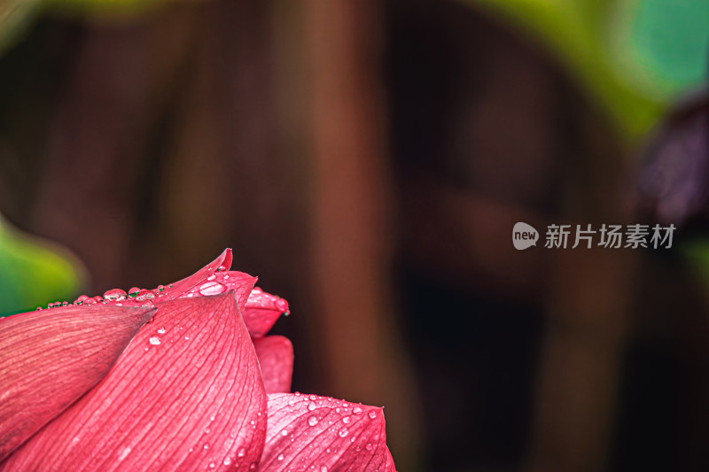 雨后荷花上的水珠