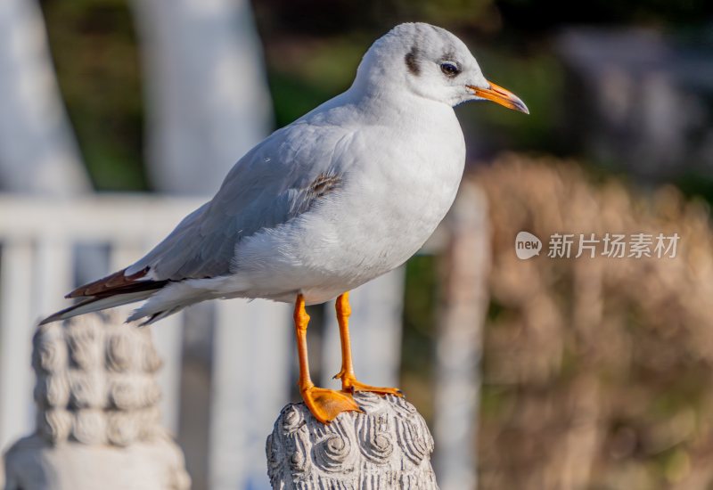 海鸥/站在柱子上的海鸥