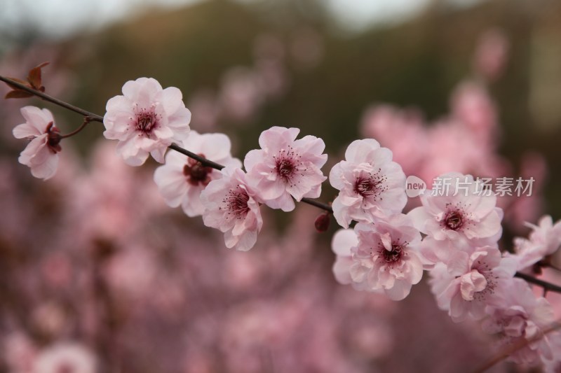 梅花系列