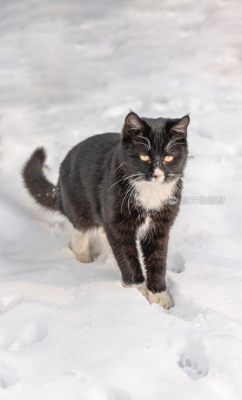 雪地黑猫踩雪行走捕猎