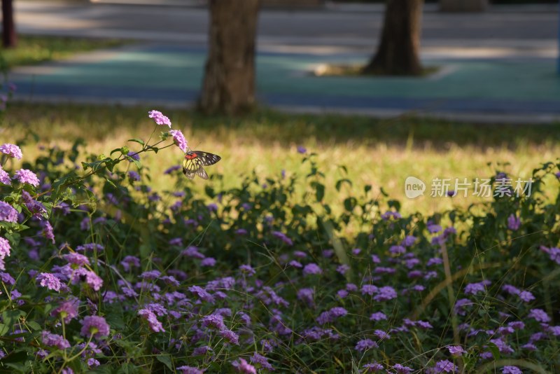 广东东莞：蝶恋花